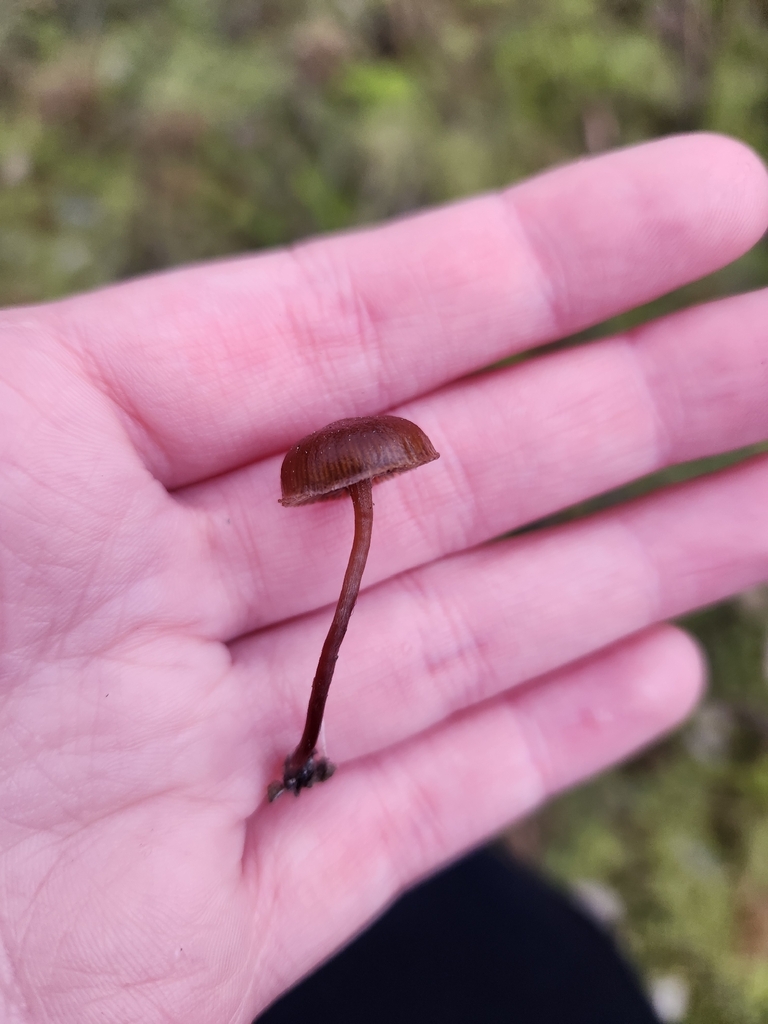 Deconica montana