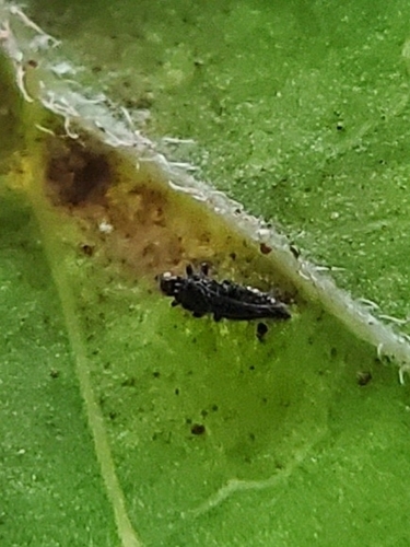Redbanded Thrips photo 6