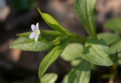 Memoremea scorpioides