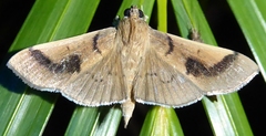 Omiodes barcalis