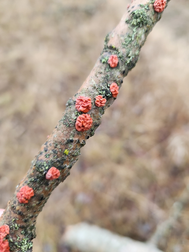 Peniophora rufa · December 2025 · photo: © lytiic (iNaturalist, cc-by-nc)