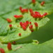 Aceria cephalonea - Photo (c) Matthieu Gauvain, algunos derechos reservados (CC BY-NC), subido por Matthieu Gauvain