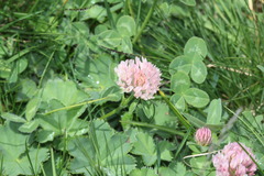 Trifolium occidentale