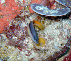 Pseudochromis ammeri