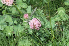 Trifolium occidentale