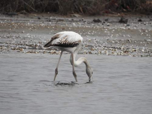 Greater Flamingo