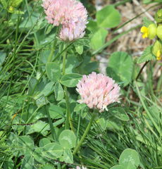 Trifolium occidentale