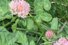 Trifolium occidentale