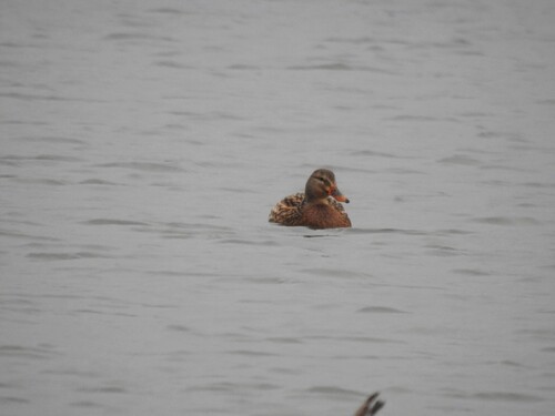 Canard colvert