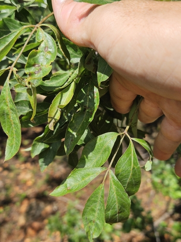 Common Parsleytree (Heteromorpha arborescens)