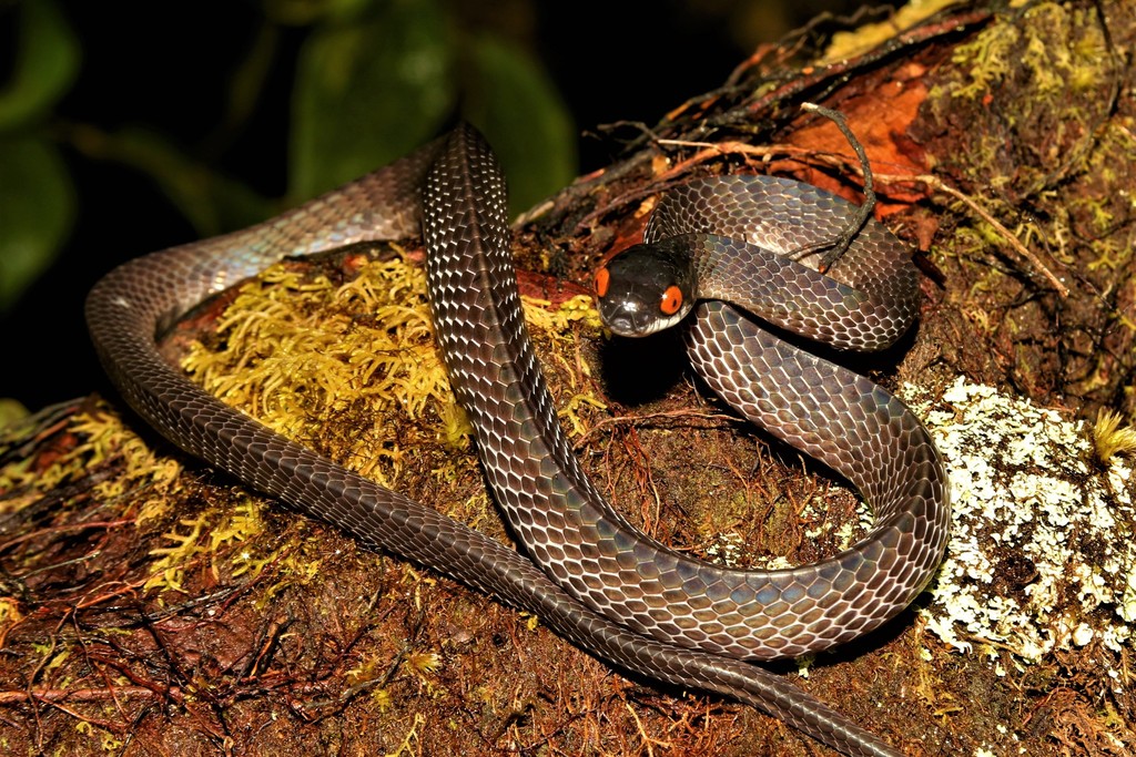 Mirkwood Forest Slug Snake