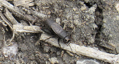 Modicogryllus frontalis