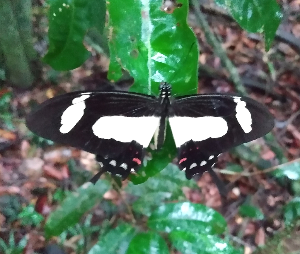 Papilio torquatus