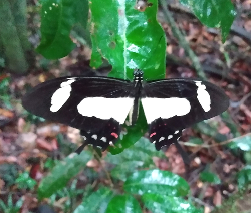 Papilio torquatus