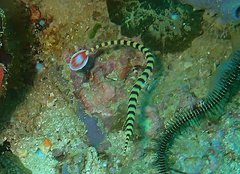 Dunckerocampus dactyliophorus