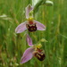 Bee Orchid - Photo (c) Matthieu Gauvain, some rights reserved (CC BY-NC), uploaded by Matthieu Gauvain