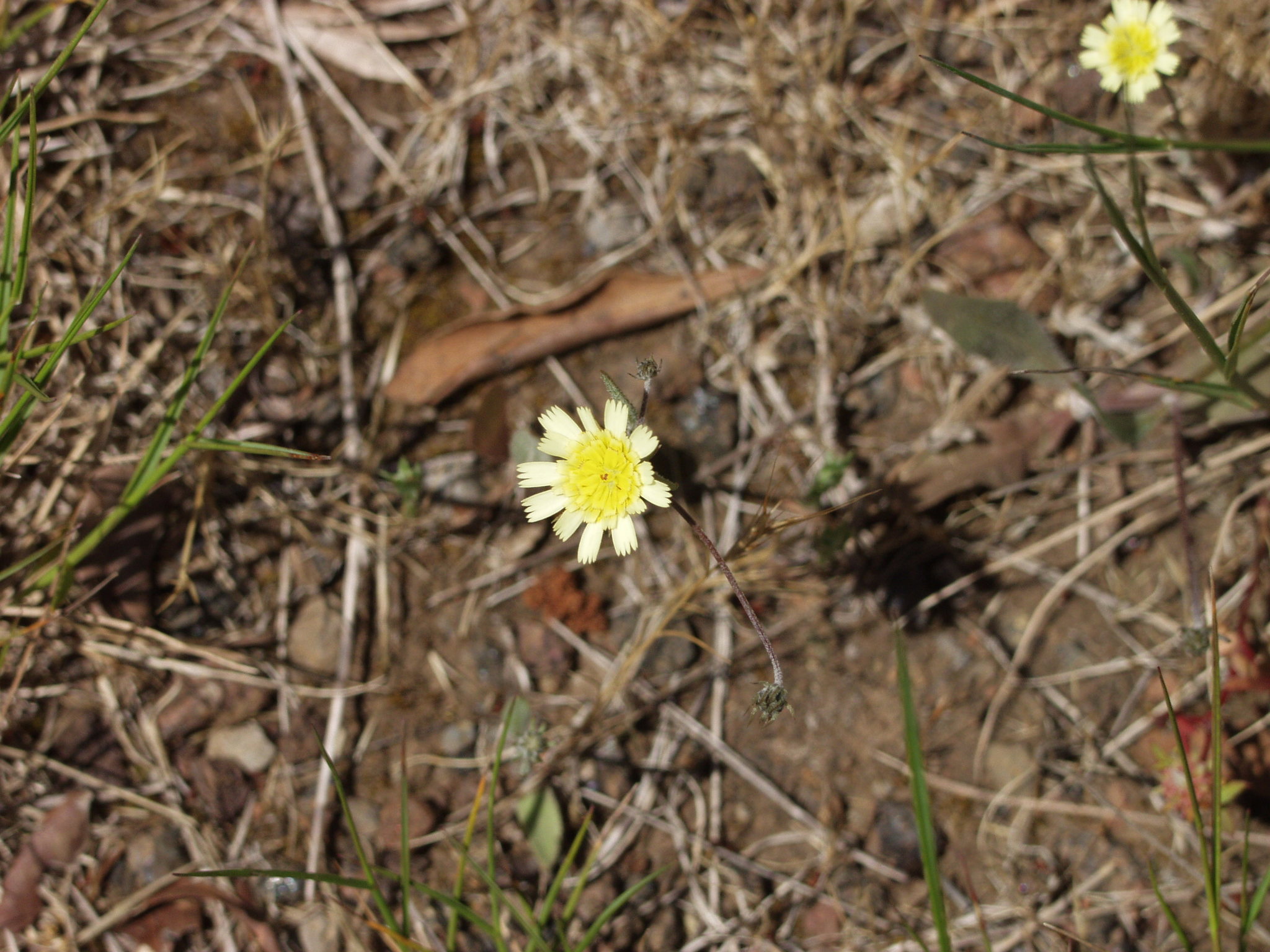 Tolpis umbellata