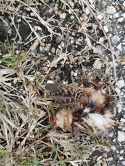 Cistothorus stellaris