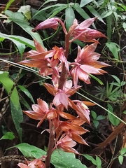Eulophia zollingeri