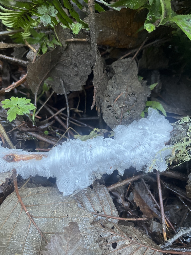 Exidiopsis effusa · December 2025 · photo: © enspring (iNaturalist, cc0)