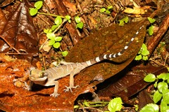 Cyrtodactylus bintangtinggi