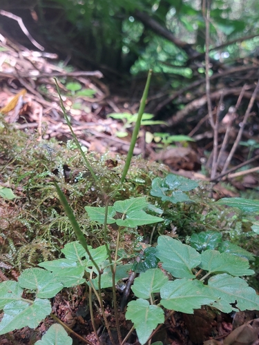 Cardamine africana observed 2025-12-27