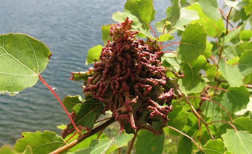 Aspen leafgall mite