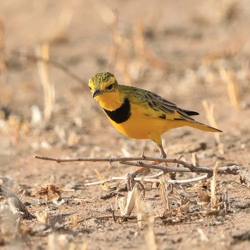 iNaturalist image