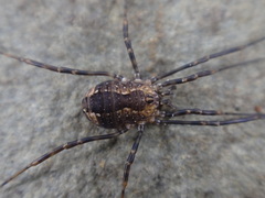 Hadrobunus maculosus