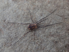 Hadrobunus maculosus