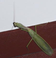 Hierodula pistillinota