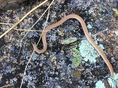 Tantilla hobartsmithi