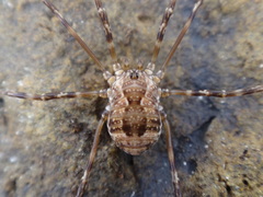 Hadrobunus maculosus