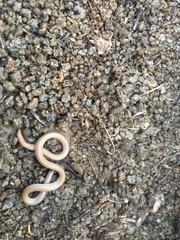 Tantilla hobartsmithi