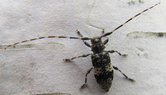 Leiopus linnei