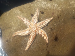 Meyenaster gelatinosus