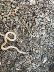 Tantilla hobartsmithi