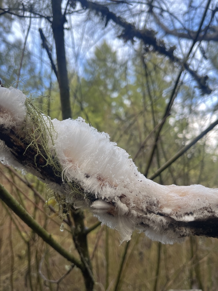 Exidiopsis effusa · December 2025 · photo: © enspring (iNaturalist, cc0)