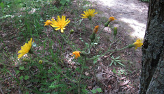 Hieracium sylvularum
