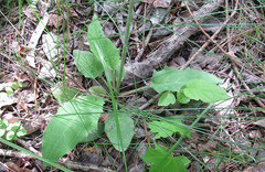 Hieracium sylvularum