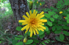 Hieracium sylvularum