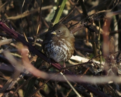 Passerella iliaca unalaschcensis
