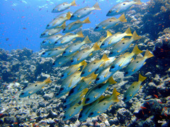 Lutjanus fulviflamma