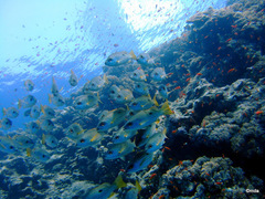 Lutjanus fulviflamma