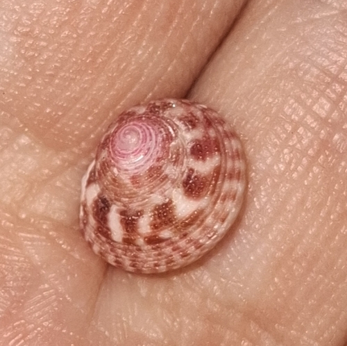 Clanculus miniatus observed 2025-12-27