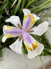 Dietes grandiflora