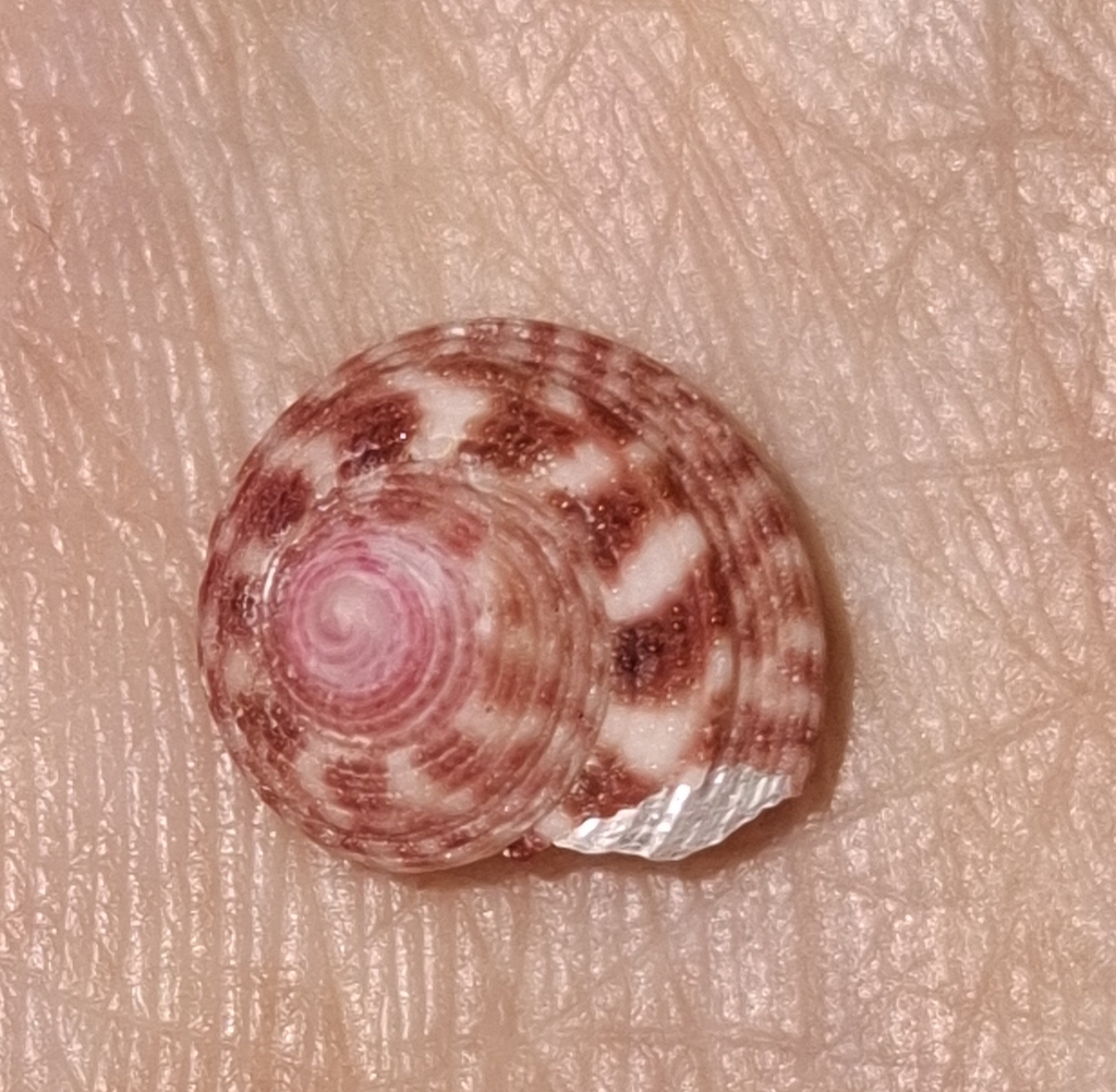 Clanculus miniatus