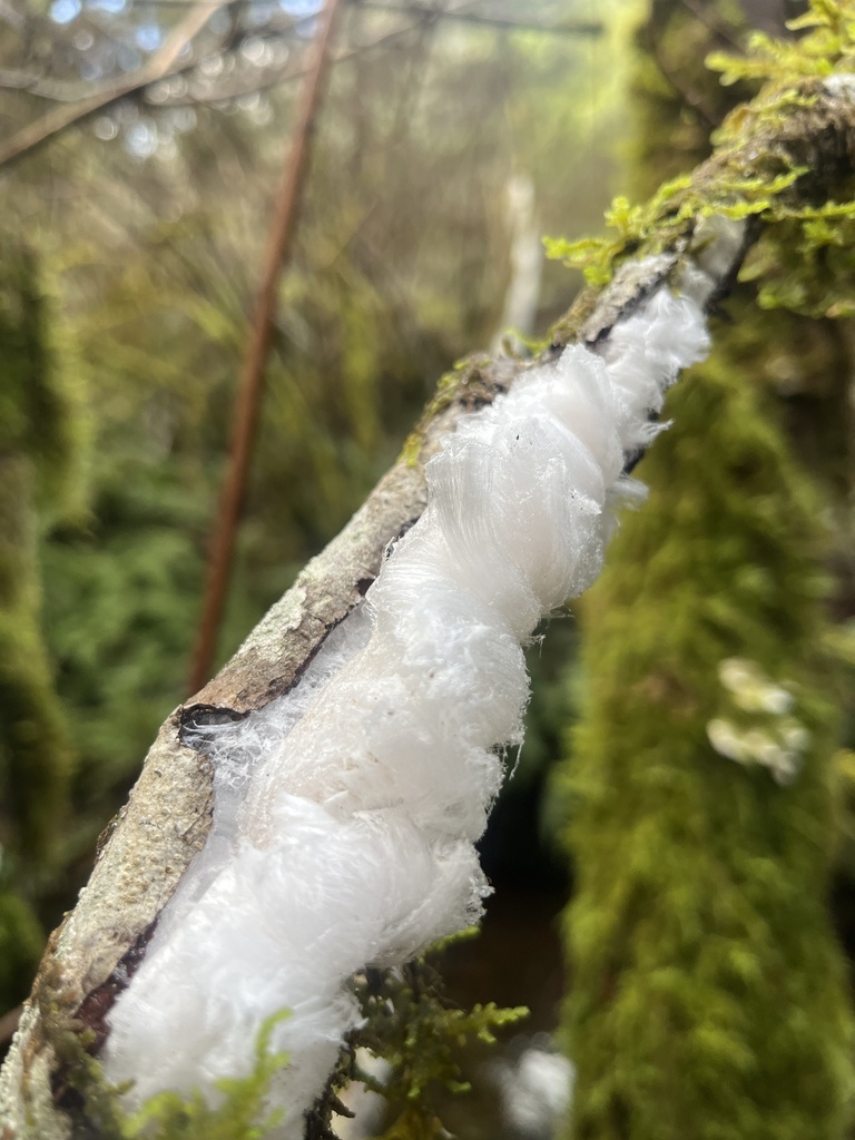 Exidiopsis effusa · December 2025 · photo: © enspring (iNaturalist, cc0)