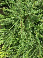 Phyllanthus myrtifolius