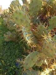 Opuntia stricta